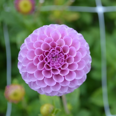 Pompon Dahlia 'Lipoma' 1st