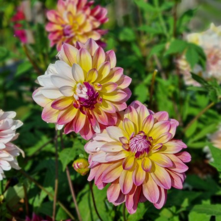 Dekorativ Dahlia 'Caribbean Fantasy' 1st