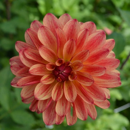 Dekorativ Dahlia 'Crazy Legs' 1st
