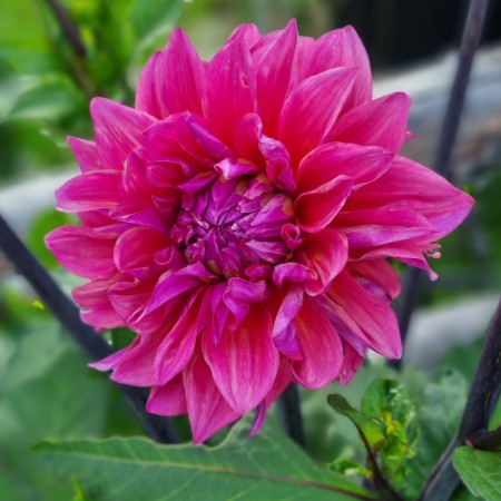 Dekorativ Dahlia 'Feline Yvonne' 1st