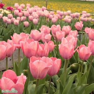 Darwinhybridtulpan 'Mystic Van Eijk' 8st