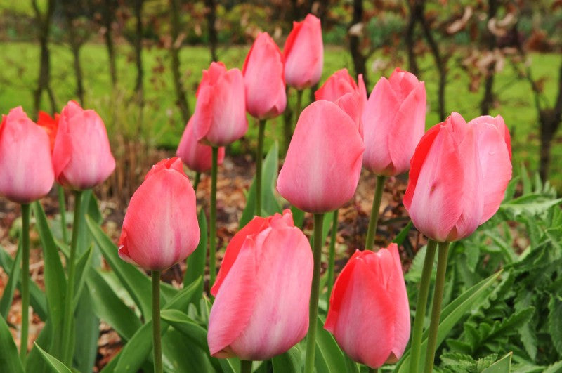 Darwinhybridtulpan 'Pink Sound' 8st