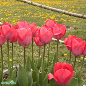 Darwinhybridtulpan 'Van Eijk' 5st