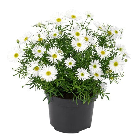 Dockkrage 'Surdaisy White' 10,5cm kruka