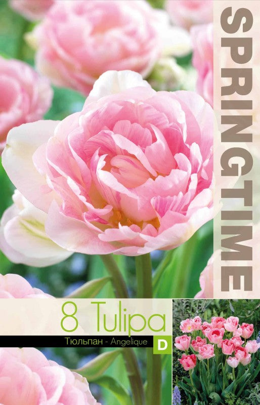 Dubbel Sen Tulpan 'Angelique' 8st