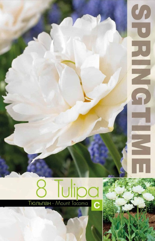 Dubbel Sen Tulpan 'Mount Tacoma' 8st