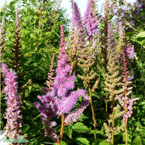 Dvärgastilbe 'Pumila', 3-pack