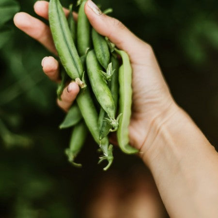 Edamame Sojaböna 12cm kruka