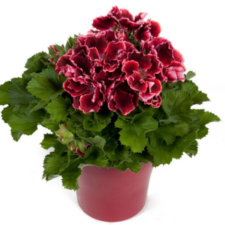 Engelsk pelargon 'Elegance Adele'