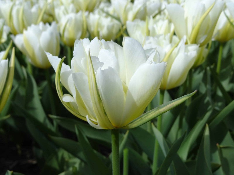 Enkel Tidig Tulpan 'White Valley' 8st