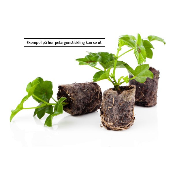 Zonalpelargon 'TwoinOne Patio Coral' 3st sticklingar