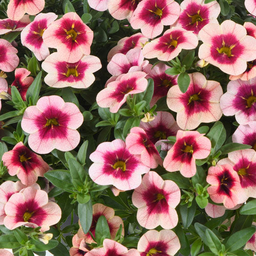 Minipetunia 'Eyeconic Strawberry' 10,5cm kruka