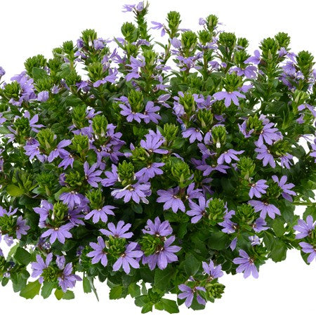 Femtunga 'Fancy Violet' 10,5cm kruka