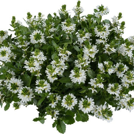 Femtunga 'Fancy White' 10,5cm kruka