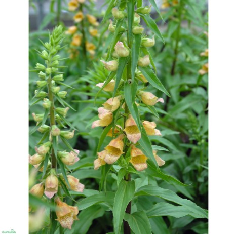 Fingerborgsblomma 'Spice Island'