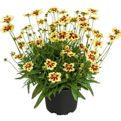 Flicköga 'Solar Fancy' 1st barrotad