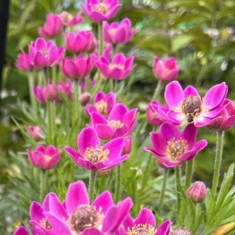 Flikanemon 'Annabella Deep Rose' 9cm kruka