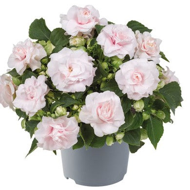 Flitiga Lisa 'Glimmer Appleblossom' 10,5cm kruka