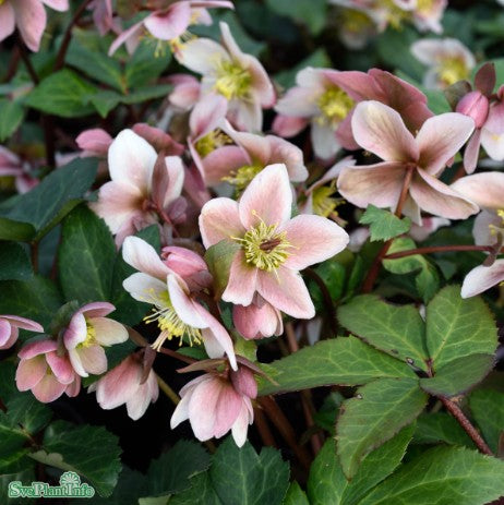Föränderlig Julros 'Pirouette' 11cm kruka