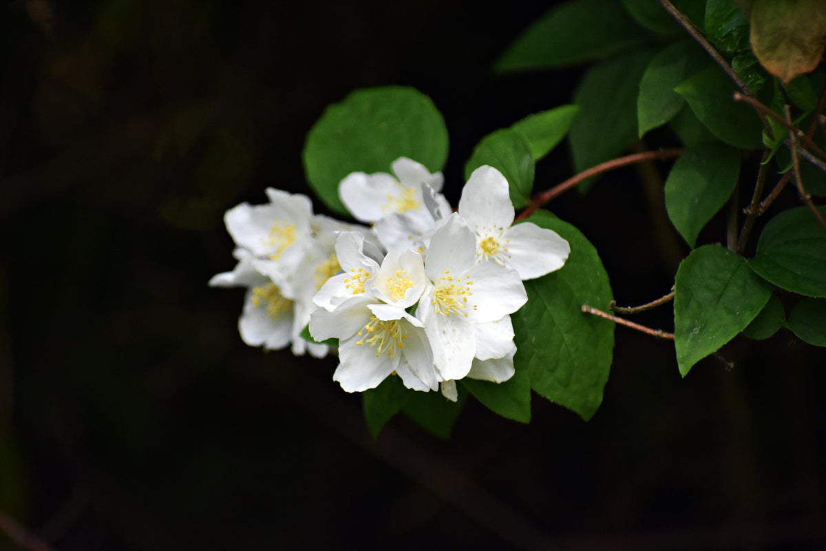 Philadelphus coronarius , 5-pack