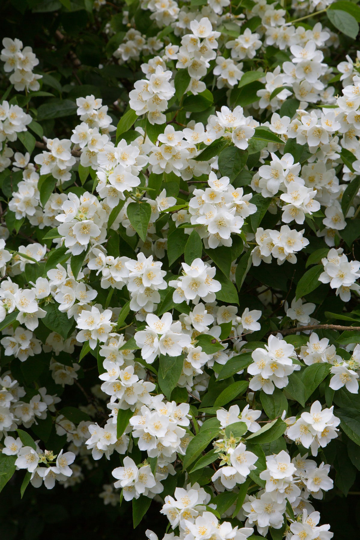 Philadelphus coronarius , 10-pack