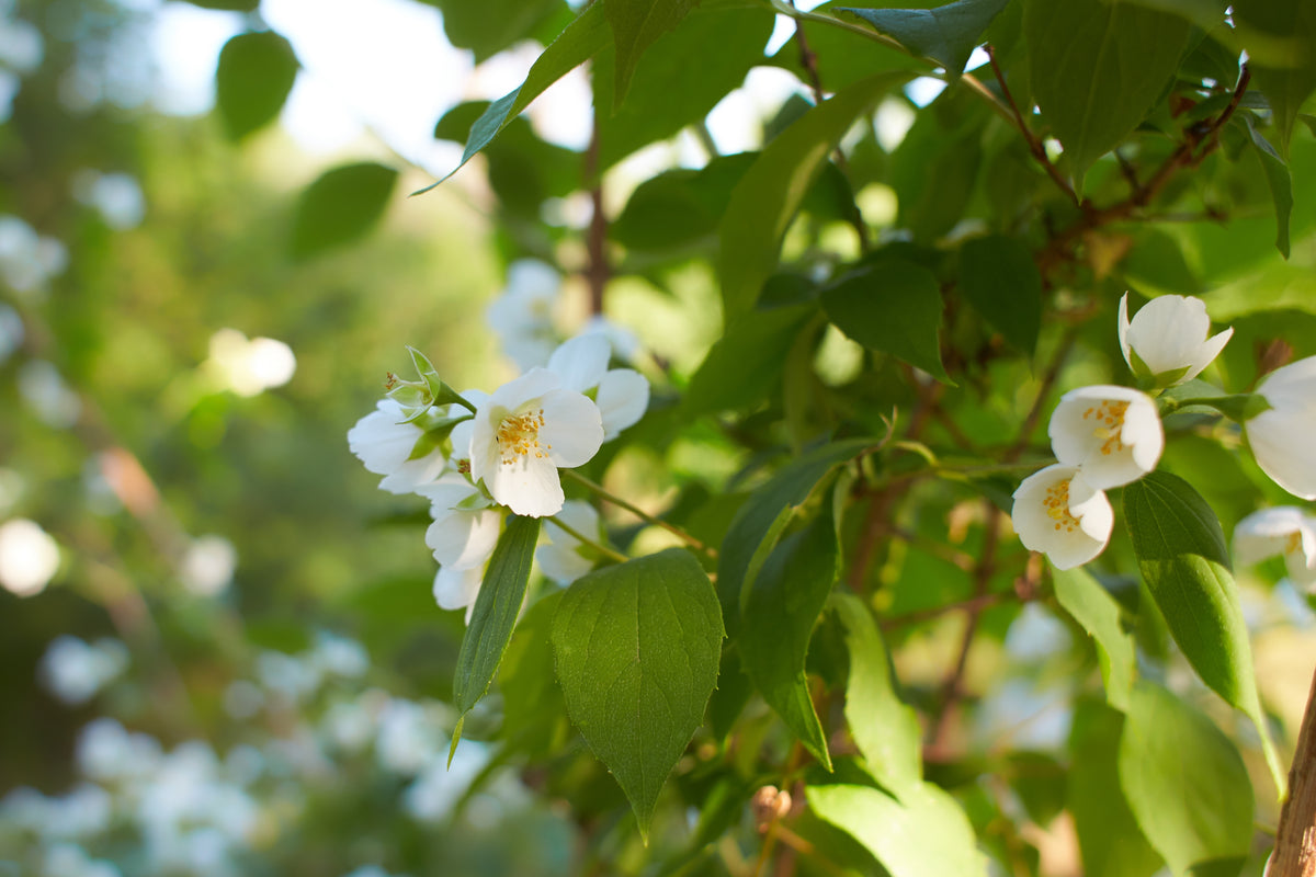 Philadelphus coronarius , 1-pack