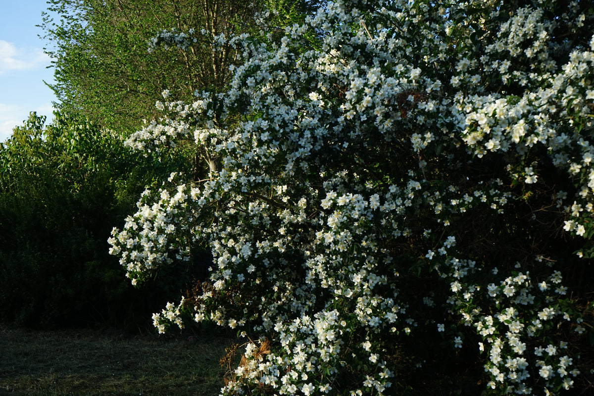 Philadelphus coronarius , 5-pack