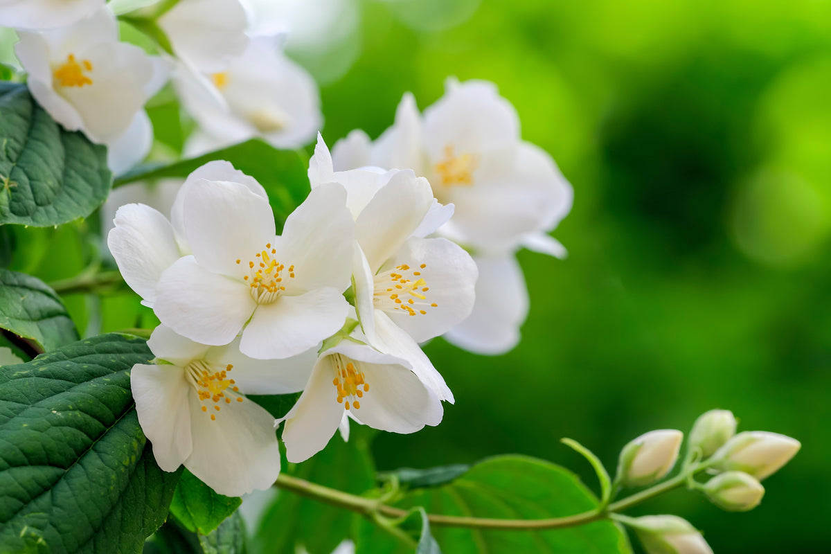 Philadelphus coronarius , 1-pack