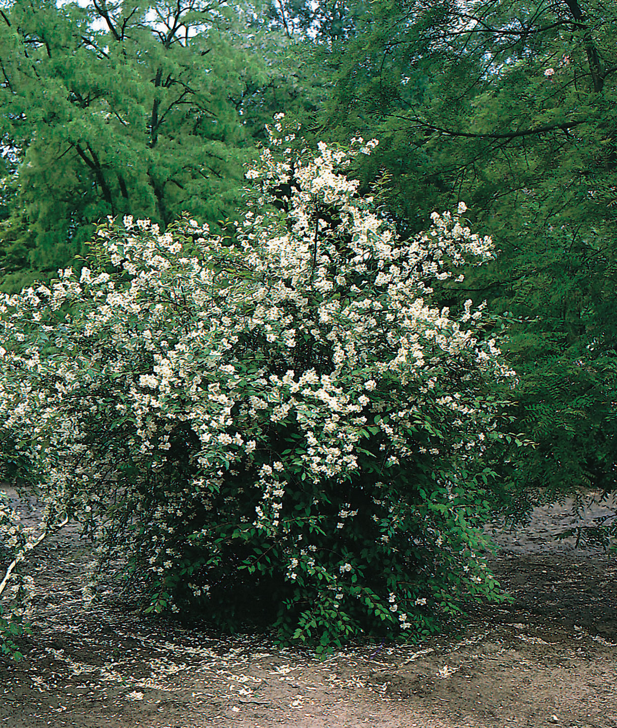 Philadelphus coronarius , 5-pack