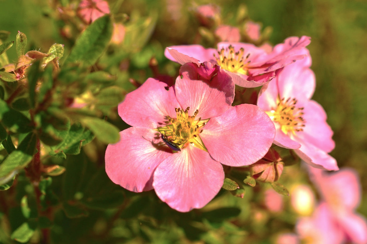 Trädgårdstok 'Pink Queen' 1-pack i kruka