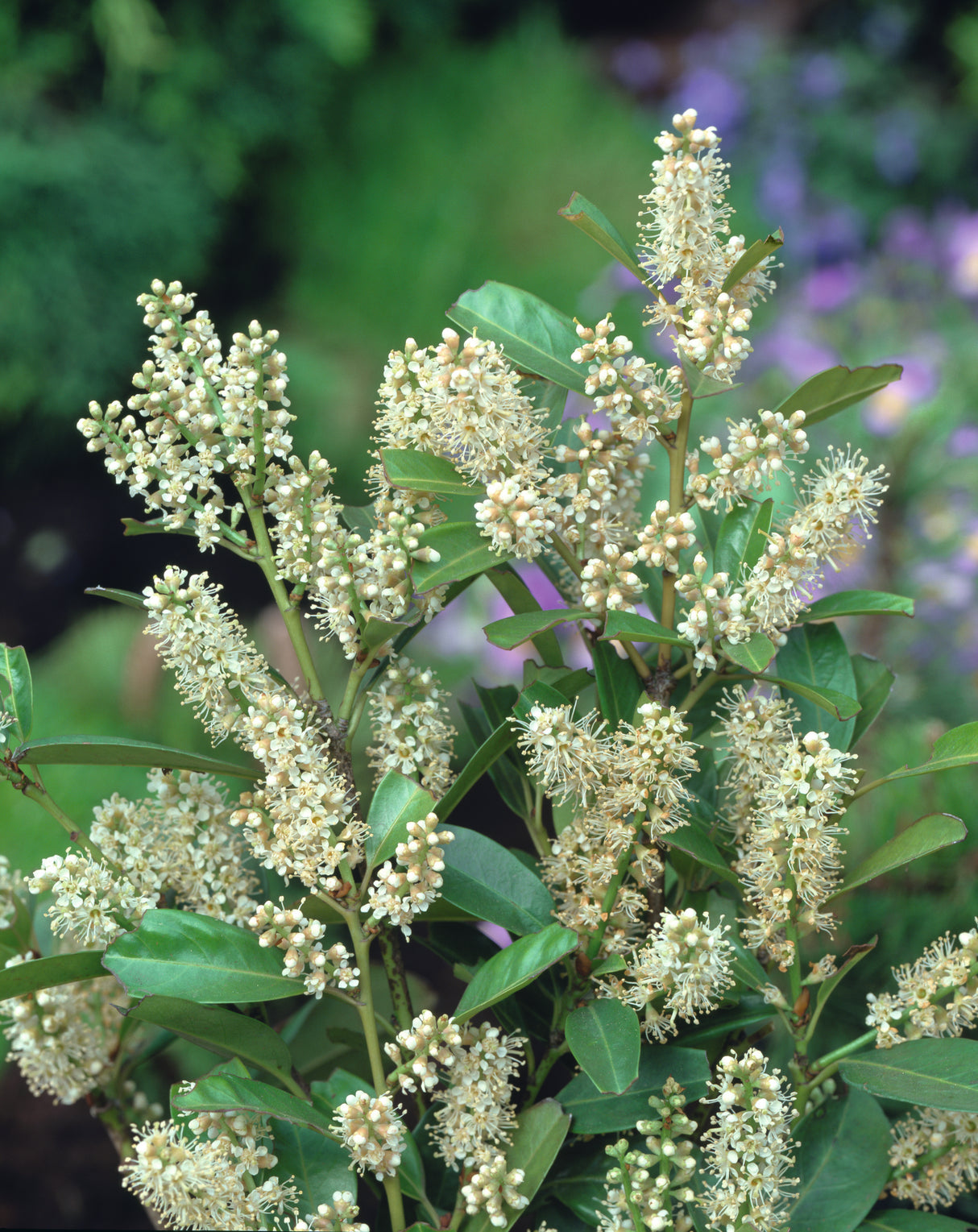Prunus laurocerasus 'Mano', 10-pack