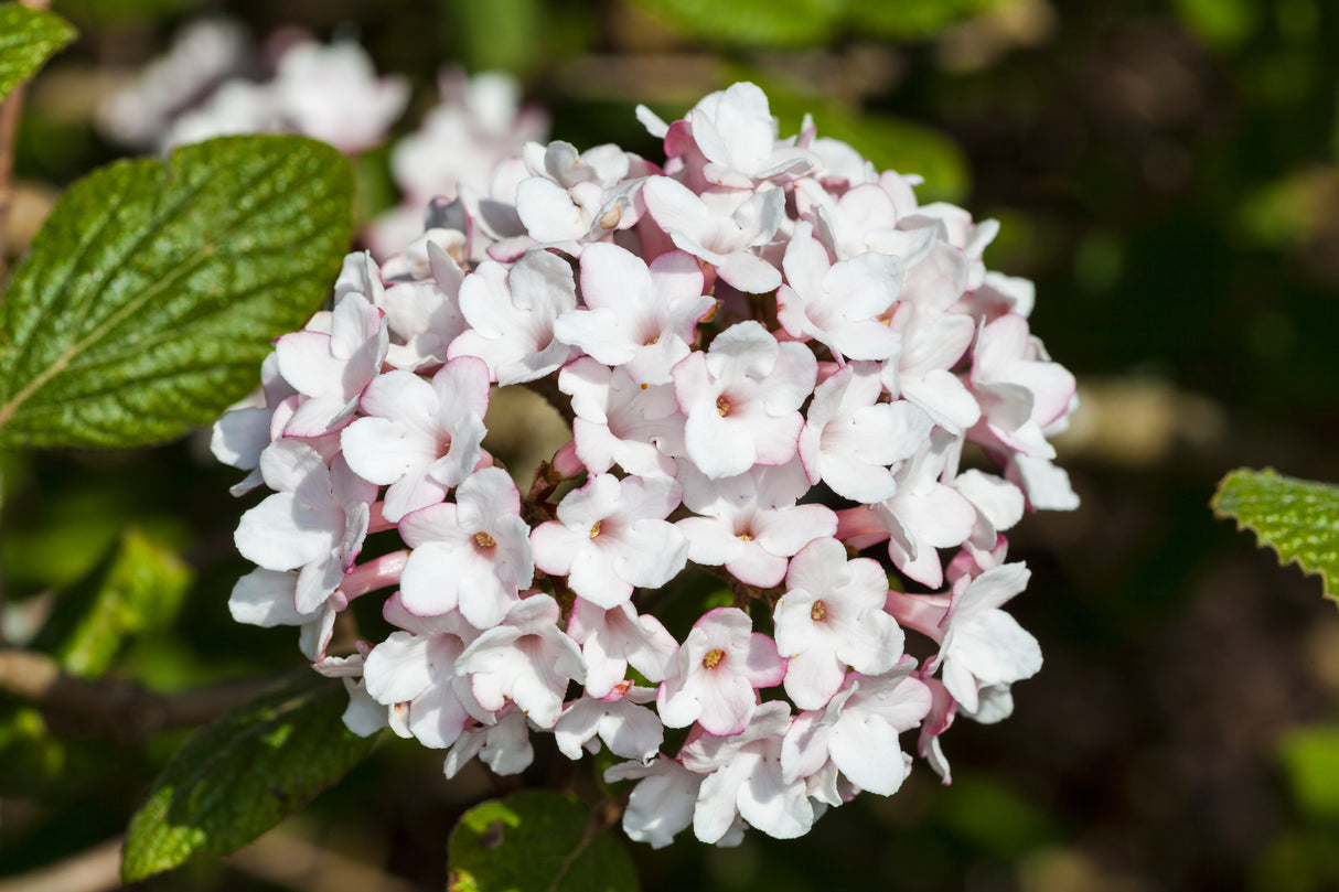 Luktolvon 'Aurora' 3-pack i kruka