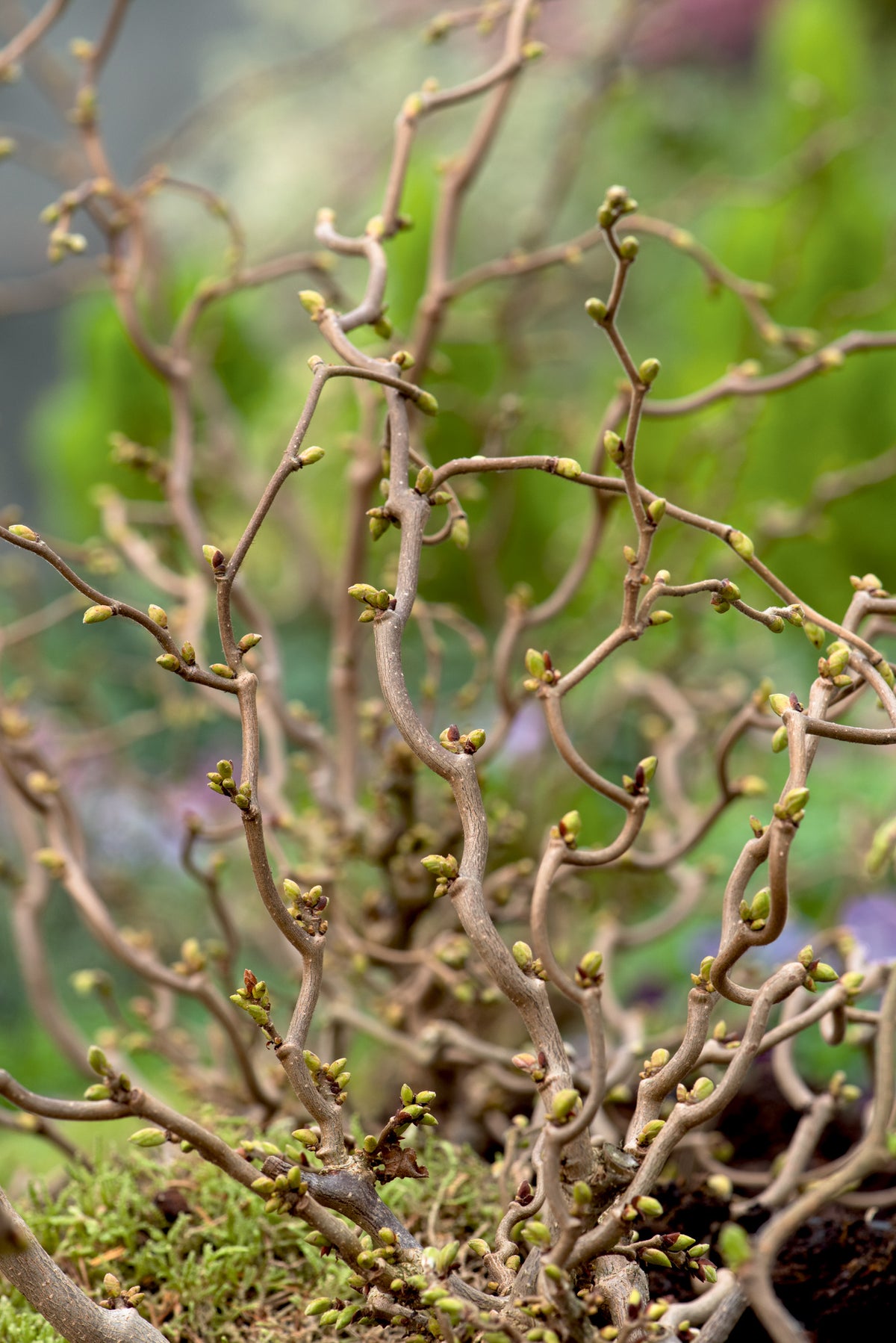 Corylus avellana 'Scooter', 5-pack