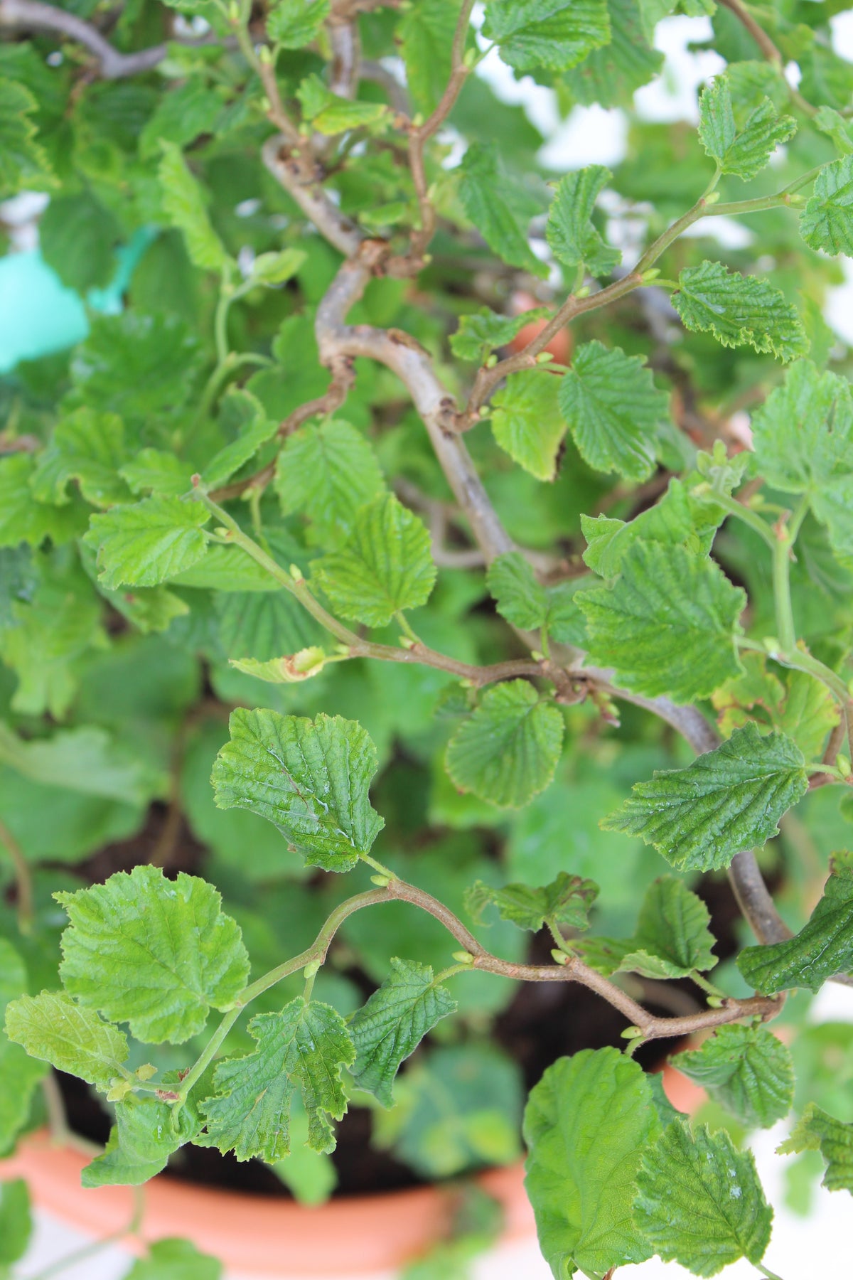 Corylus avellana 'Scooter', 5-pack