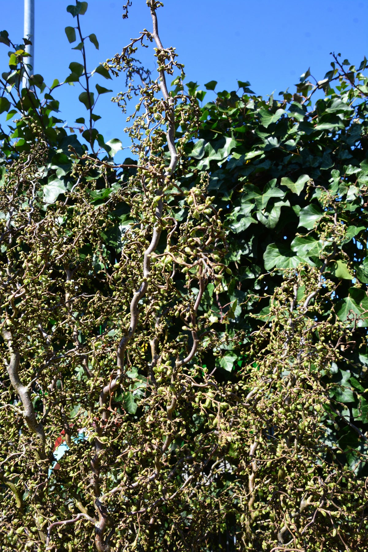 Corylus avellana 'Scooter', 5-pack