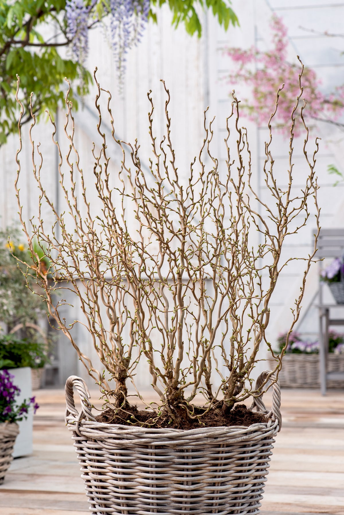 Corylus avellana 'Scooter', 5-pack