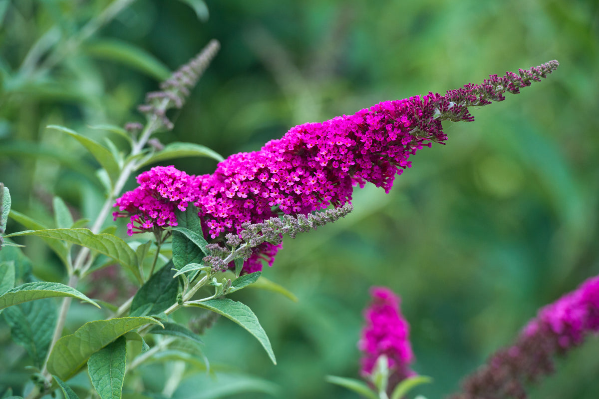 Buddleja 'Miss Ruby', 5-pack