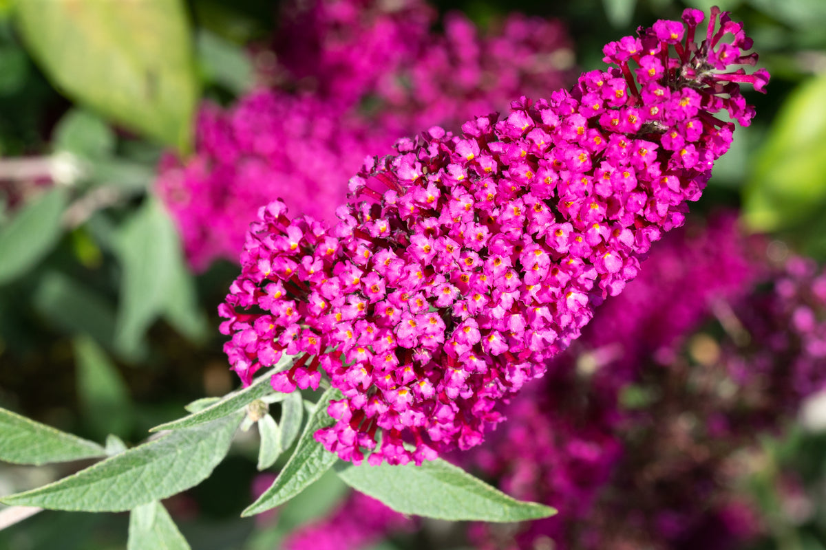 Buddleja 'Miss Ruby', 5-pack