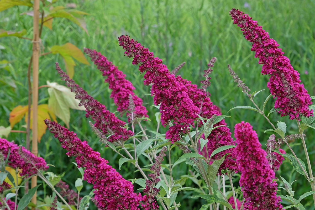 Buddleja 'Miss Ruby', 5-pack