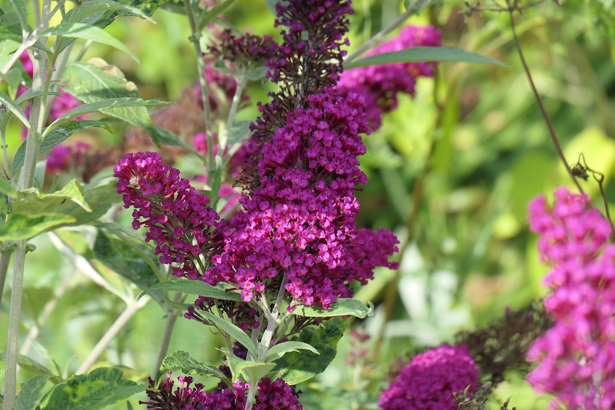 Buddleja 'Miss Ruby', 5-pack