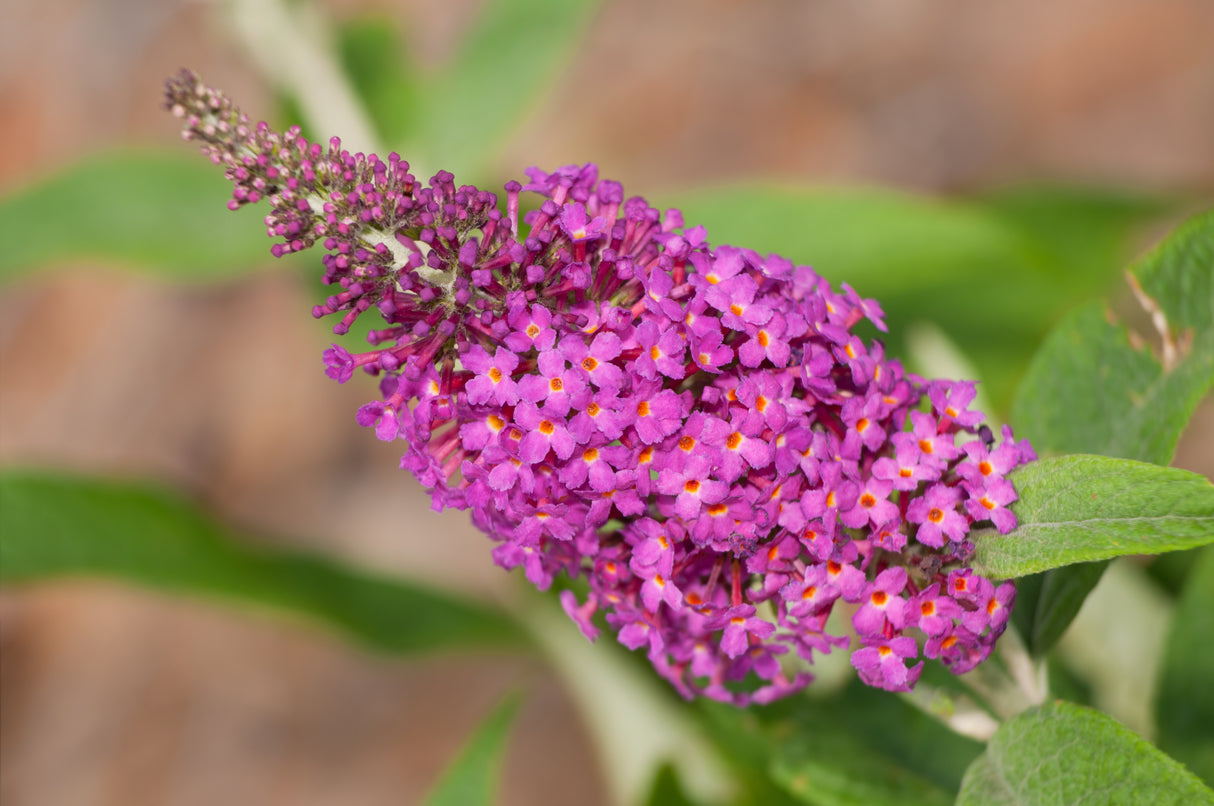 Buddleja 'Miss Ruby' co 3-pack