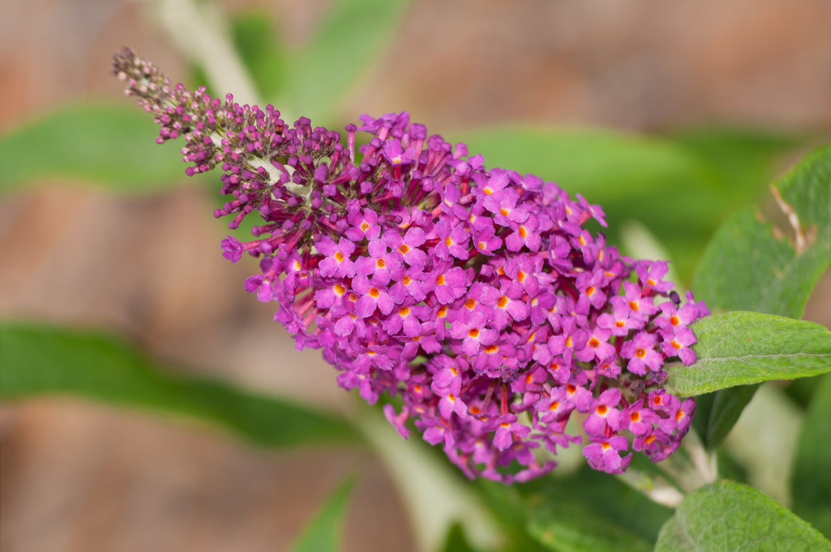 Buddleja 'Miss Ruby', 5-pack