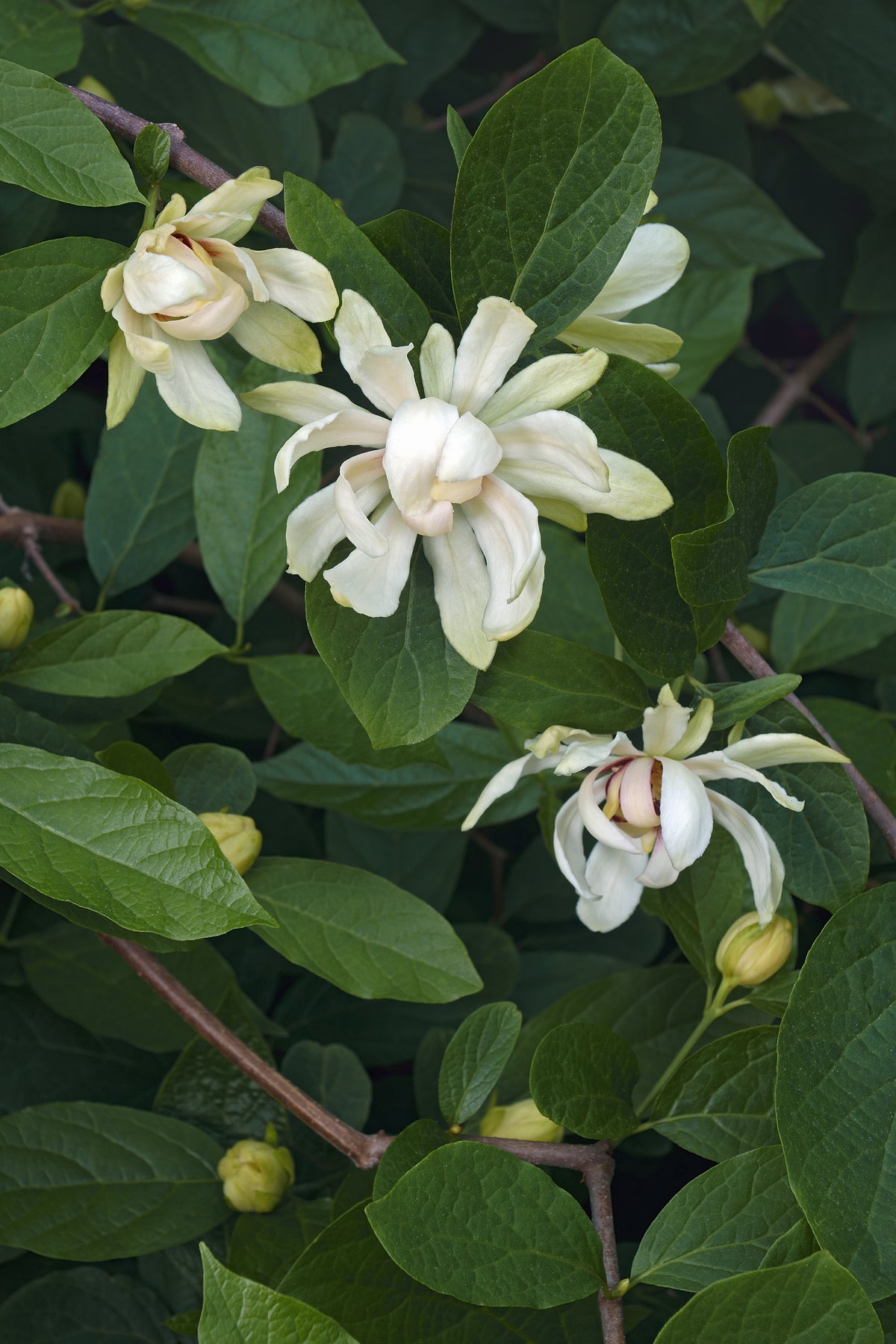 Calycanthus 'Venus', 3-pack