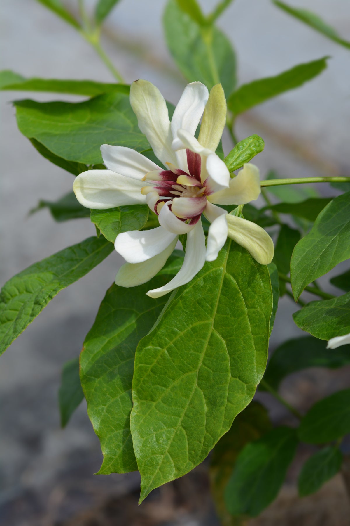 Calycanthus 'Venus', 3-pack