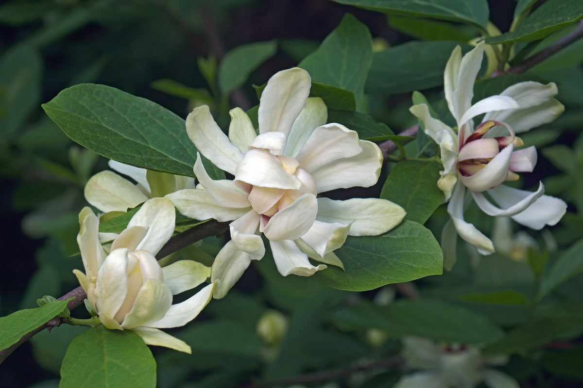 Calycanthus 'Venus', 3-pack