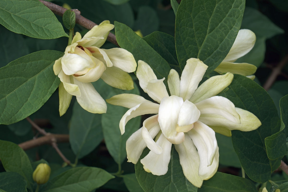 Calycanthus 'Venus', 3-pack