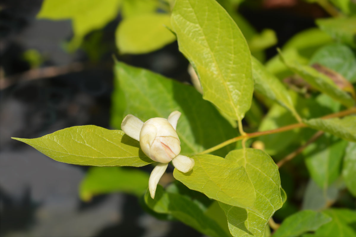 Calycanthus 'Venus', 3-pack