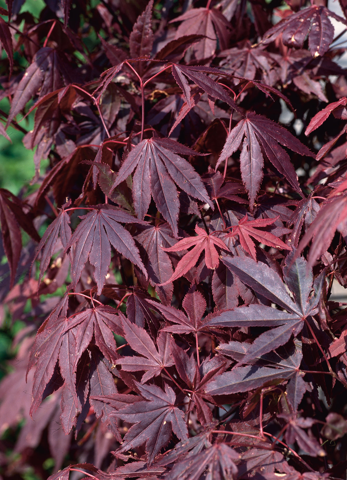 Acer palmatum 'Atropurpureum', 3-pack