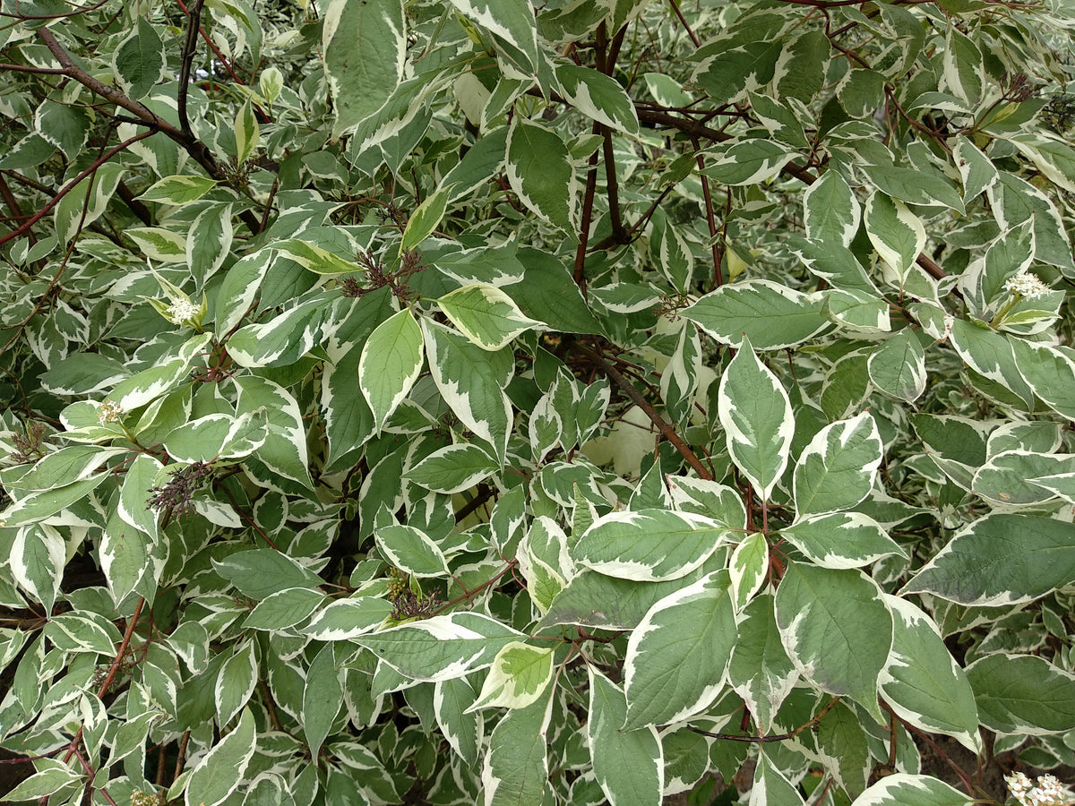 Cornus alba IVORY HALO ('Bailhalo'), 1-pack