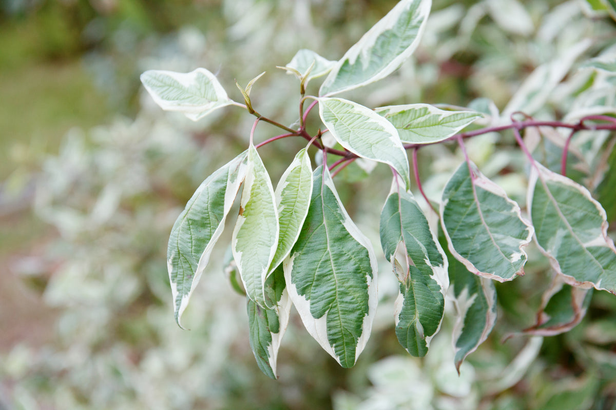 Cornus alba IVORY HALO ('Bailhalo'), 5-pack